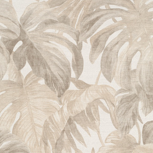 Misty Monstera