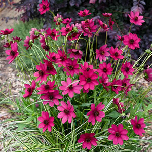 Cosmos Cherry