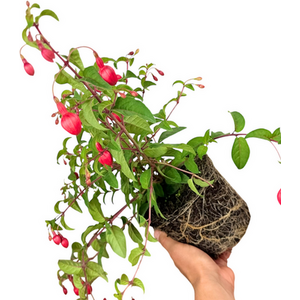 Fuchsia Snowcap