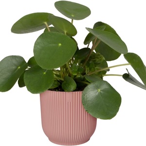 7cm Vibes Fold Round Flower Pot - Pink
