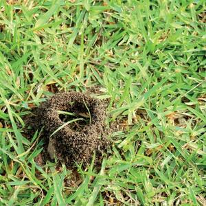 Solar Ultrasonic Animal & Insect Repellent - Black - Set of 2
