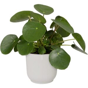 11cm Fold Round Flower Pot