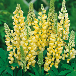 Lupin Legendary Yellow Shades