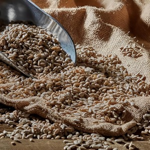 Sunflower Hearts Wild Bird Food